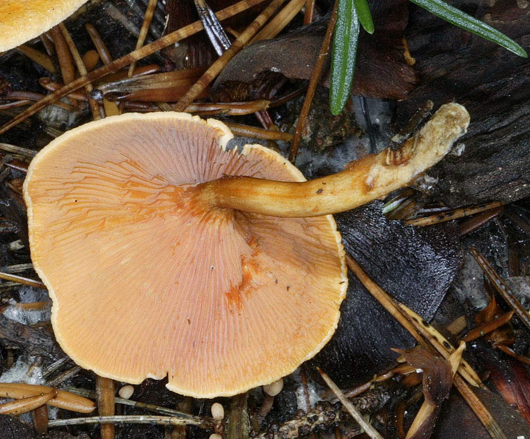 Sapevo che prima o poi lo  trovavo..........